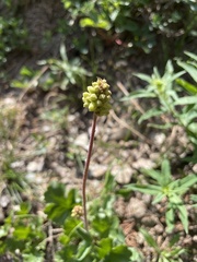 Heuchera richardsonii