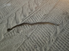 Crotalus ruber