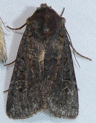 Euxoa velleripennis