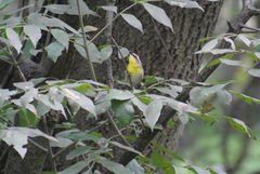 Basileuterus rufifrons