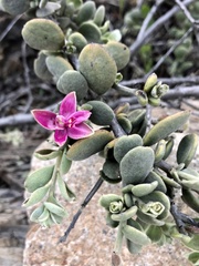 Krameria cistoidea