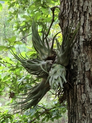 Tillandsia seleriana