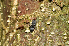 Cephalotes