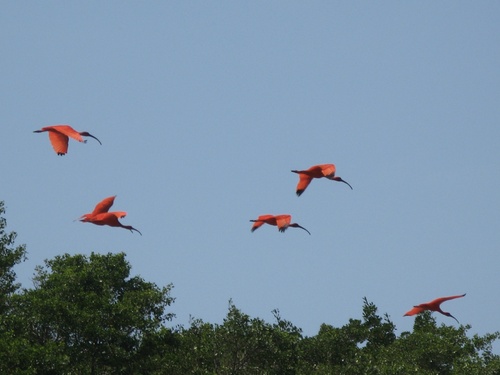 Scarlet Ibis