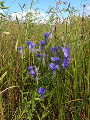 Gentianopsis virgata