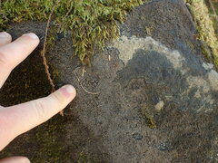 Fuscopannaria leucosticta