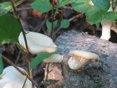 Pleurotus levis