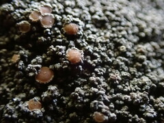 Fuscopannaria leucosticta