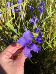Gentianopsis virgata