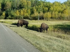 Bison bison bison
