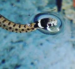 Natrix astreptophora