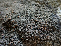 Fuscopannaria leucosticta