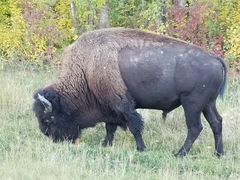 Bison bison bison