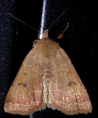 Abagrotis trigona