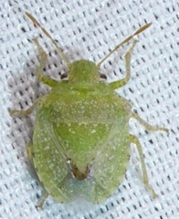 Tepa