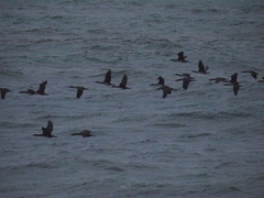 Leucocarbo bougainvillii