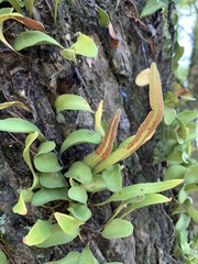 Pyrrosia adnascens
