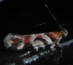 Aristotelia roseosuffusella