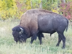 Bison bison bison