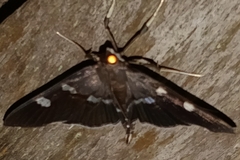Desmia funeralis