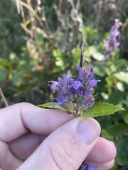 Agastache foeniculum