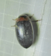 Hydaticus bimarginatus