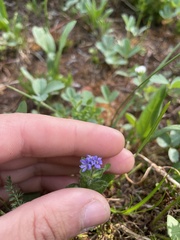Veronica wormskjoldii