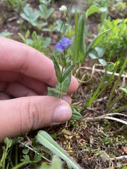 Veronica wormskjoldii
