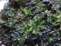 Jungermannia atrovirens
