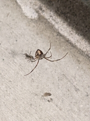 Latrodectus geometricus