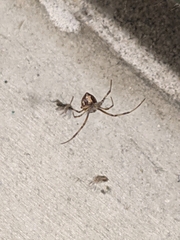 Latrodectus geometricus