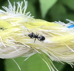 Cephalotes