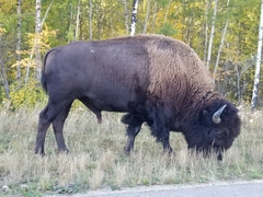 Bison bison bison