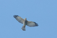 Accipiter soloensis