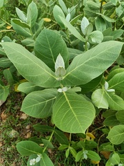 Calotropis