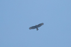 Pernis ptilorhynchus