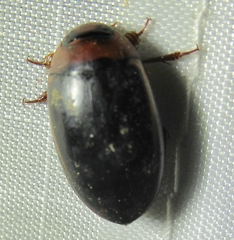 Hydaticus bimarginatus