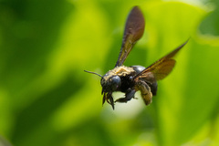 Xylocopa tranquebarorum