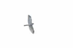 Accipiter soloensis