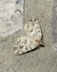 Macaria graphidaria