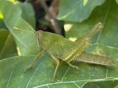 Cyrtacanthacridini