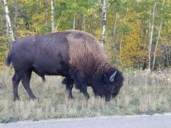 Bison bison bison