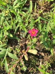 Portulaca amilis