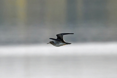 Bartramia longicauda