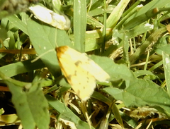 Azenia obtusa