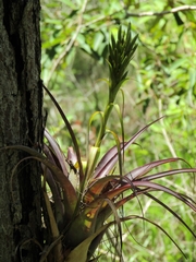 Tillandsia polystachia