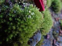 Dichodontium pellucidum