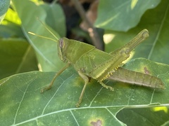 Cyrtacanthacridini
