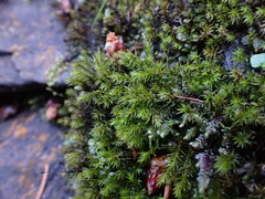 Dichodontium pellucidum