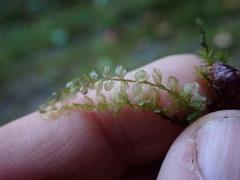 Plagiomnium rostratum